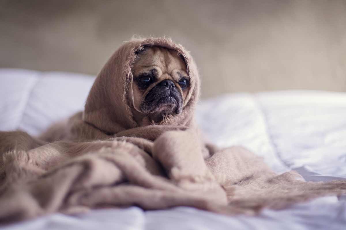 Cosa sapere se il tuo cane dorme con te