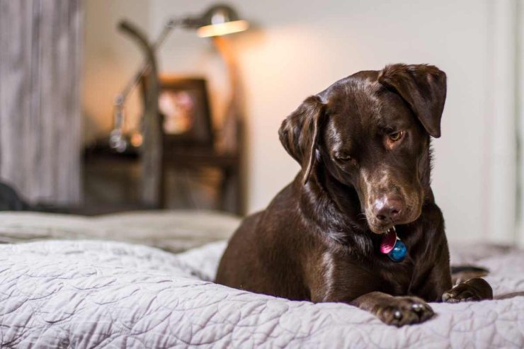 Cosa sapere se il tuo cane dorme con te