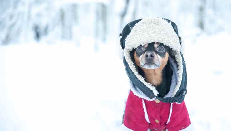 freddo cane significato