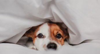 “Fa un freddo cane”, perché si dice così?